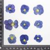 Pansy/Corydalis Flor Seca Baffle/Material Em Relevo Bolsa Atacado Gota De Cola Jóias Nail Art Rosto Maquiagem Telefone Concha Decoração