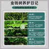 [Selección Premium] Fertilizante Especial para Árbol del Dinero, Solución Nutritiva para Plantas, Uso General para Plantas de Interior en Maceta, Cuidado de Flores, Anti-Amarillamiento para Árbol del Dinero