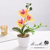 Flor Artificial Textura Tipo Filme Phalaenopsis Pequena Planta Vaso Decoração de Casa Adereços para Fotografia Flor Artificial Planta Verde Bonsai Flor Simulada