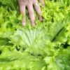 Plántulas de Verduras de Primavera, Plántulas de Chile, Tomates para Balcón de Cuatro Estaciones, Berenjenas, Pepinos, Sandías, Luffas, Plántulas de Calabaza, Siembra del Sur
