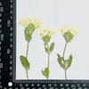Flor de Cerezo Seca con Ramas, Marco de Fotos Hecho a Mano en Relieve, Pintura de Calcomanía Facial, Hojas Reales, Paquete de Material en Relieve, Especímenes de Plantas