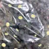 Tinta de borracha estilo coreano 30MM flor de cinco pétalas com furo traseiro contas acessórios de cabelo infantil elástico DIY acessórios de material quente
