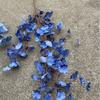 Viento de océano azul flores de simulación para boda al por mayor azul oscuro azul zafiro azul bruma blanco boda camino guía techo flores falsas