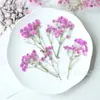 Flor seca para tingimento flor flor material feito à mão base de fábrica de flores compra no atacado flores prensadas