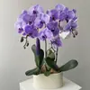 Las plántulas de Phalaenopsis son fáciles de cultivar en todas las estaciones. Plantas Verdes y Flores en Maceta para Balcón de Oficina en Interiores Fáciles de Cultivar