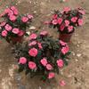 Flor de Alegría Sangbeis Impatiens Flor de Zhongshan Base del Reino de las Flores Impatiens Importada al por Mayor Impatiens de Nueva Guinea