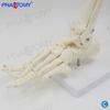 Modelo de Hueso del Pie, Anatomía del Hueso del Tobillo 1:1 Tibia, Germanio, Articulación del tobillo Ayudas para la enseñanza de anatomía humana para la enseñanza