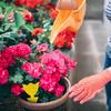 Armadilhas Adesivas para Insetos Mais Vendidas da Amazon para Plantas em Vaso, Armadilhas para Insetos de Dupla Face, Adesivos para Armadilhas de Insetos, Design Especial em Forma de Cruz para Vendas Internacionais