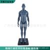 Modelo de cráneo de referencia para pintura de 30 cm color músculo Arte anatomía estructura hueso músculo humano Arte boceto
