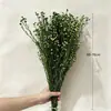 Fabricante Yongsheng Grãos de Acácia Absorventes de Cor, Grãos da Fortuna, Sementes de Gergelim, Materiais para DIY, Tampa de Vidro, Materiais para Atacado