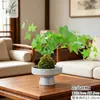 Musgo de Hera Nevado Bola de Musgo Hidropônica Planta Verde Folhagem Planta de Folha Verde Trepadeira Planta Verde em Vaso