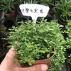 Plantas de Piedra Absorbente Plantas Verdes Piedra de Agua Acuaterrario Tanque de Selva Rocalla Paisajismo Musgo Helecho Micro-paisaje Plantas de Bonsái