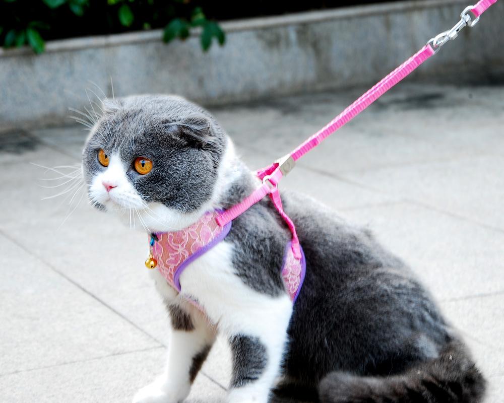 vest harness lace rose1.jpg