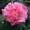 Plántulas de Camelia en Maceta con Capullos, Plántulas de Cuatro Estaciones, Plántulas de Camelia, Plantas de Interior, Fáciles de Cultivar, Florales Rojos de Cinco Colores y Fuertemente Perfumados