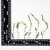 Polygonum Polygonum Flor Estampada Funda para Teléfono Móvil Pintura de Flor Estampada Especimen de Planta Flor Seca Separador Marcador Decoración Facial Flor Seca