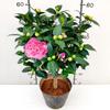 Drop Shipping com entrega de flores Xiangfei Camellia em vasos Mudas de camélia com aroma forte Plantas de flores para jardim interno