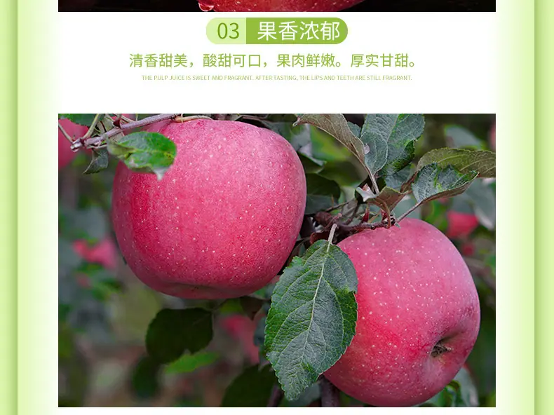 山东烟台红富士详情图6