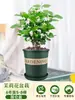 Planta de Jasmim em Vaso para Uso Interno, Repele Mosquitos, Elimina Odores, Sempre Verde para Todas as Estações, Fresca e Fragrante, Planta com Flores Atraentes para Mesa de Casa