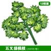 Hoja de baniano artificial, hoja de arce roja, decoración de ingeniería, modelado de ramas falsas, hoja de planta verde, hoja de ginkgo de plástico, rama de baniano