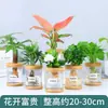 Plantas Hidropônicas Favoritas dos Agricultores Bonsai de Mesa Plantas Verdes Vermelho da Sorte Plantas Pequenas em Vasos Plantas Verdes Pequenas para Mesa de Escritório Fáceis de Cuidar