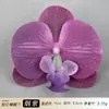 Cabeça de Flor de Orquídea Phalaenopsis Artificial Acessório de Cabelo Hanfu Material Floral Artesanal Adereço para Fotografia de Casamento Flor Falsa Flor Eterna Acessório de Flor de Seda