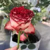 Mudas de Rosa Vermelha de Flores Grandes para Varanda Interna, Flores de Vasos para Quatro Estações, Plantas e Folhagens