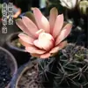 El Cactus Jade Flor Roja Florece Todo el Año, Fácil de Cuidar y Puede Ayudar a Purificar el Aire; Adecuado para Balcones, Salas de Estar y Oficinas; una Planta Verde y una Flor en Maceta