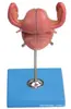 Modelo Anatômico do Útero Modelo: Yj/Sz0009 Material de PVC Modelo do Sistema Reprodutor do Corpo Humano