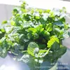 Plantas Verdes de Menta Comestible en Maceta, Hierbabuena Extra Grande para Repelente de Mosquitos e Insectos, Romero de Grado Alimenticio para Cultivo Interior