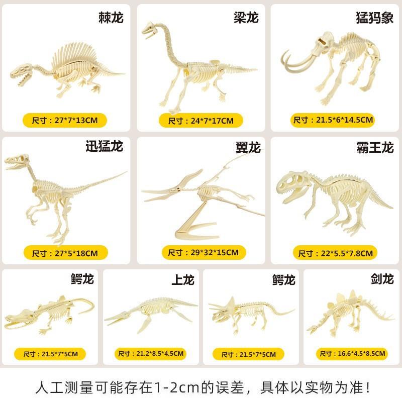 新恐龙骨架主2.jpg