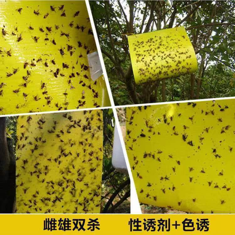 详情21