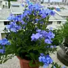 Plántulas de Copo de Nieve Azul Macetas Floración de Balcón Observación de Flores Plantas Resistentes al Calor y Fáciles de Cultivar Jardín Patio Enredaderas Trepadoras Enredaderas de Flores Trepadoras Copos de Nieve Blancos