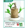 Madera Brasileña con Brotes, Árbol de la Suerte Cultivado en Agua, Puede Florecer, Planta de Árbol Mini Groot, Planta Verde Hidropónica de Escritorio para Interiores en Maceta