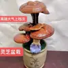 Entrega BásicaBonsai de Ganoderma Atmosférico e de Alta Qualidade Item de Presente Planta de Mesa Purifica o Ar Planta de Acúmulo de Virtude