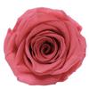 Hibisco Sonho Flor Eterna Cabeça de Rosa 4cm Grau a Pacote com 10 Matérias-Primas 214 Dia dos Namorados Florista Atacado