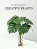 Planta Hidropónica Monstera, Planta Verde Todo el Año, Planta en Maceta de Cultivo en Agua para Interiores, Bambú de Hoja Grande para Sala de Estar, Oficina, Escritorio