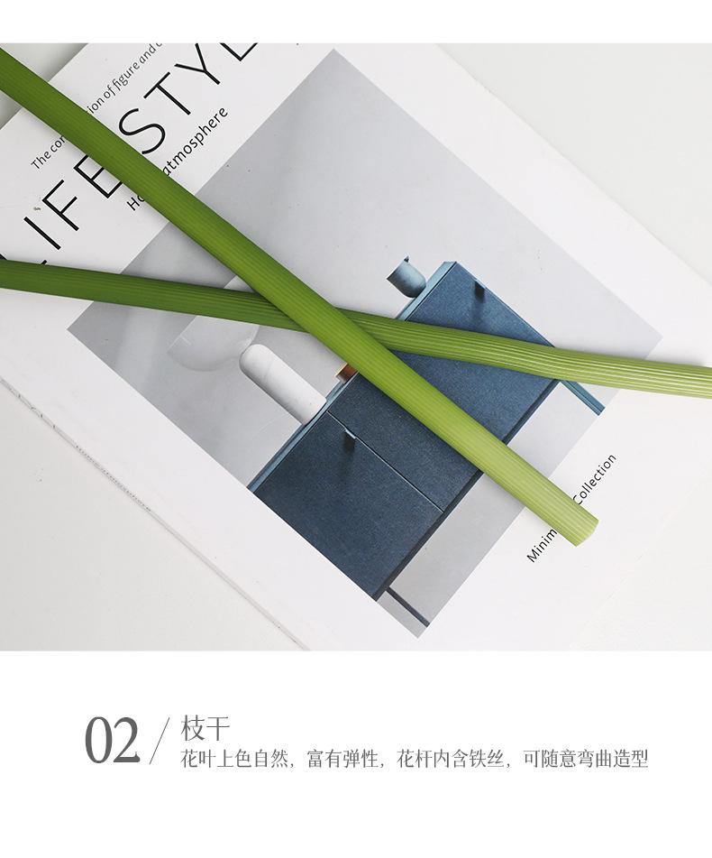 初妆大马蹄莲_12.jpg