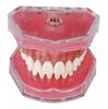 M7008 modelo de extracción dental modelo de encía blanda modelo de extracción de encía blanda