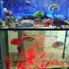 Luz para Acuario luz led iluminación impermeable led Luz de Burbujas luz ornamental especial tira de burbujas aireando acuario paisaje