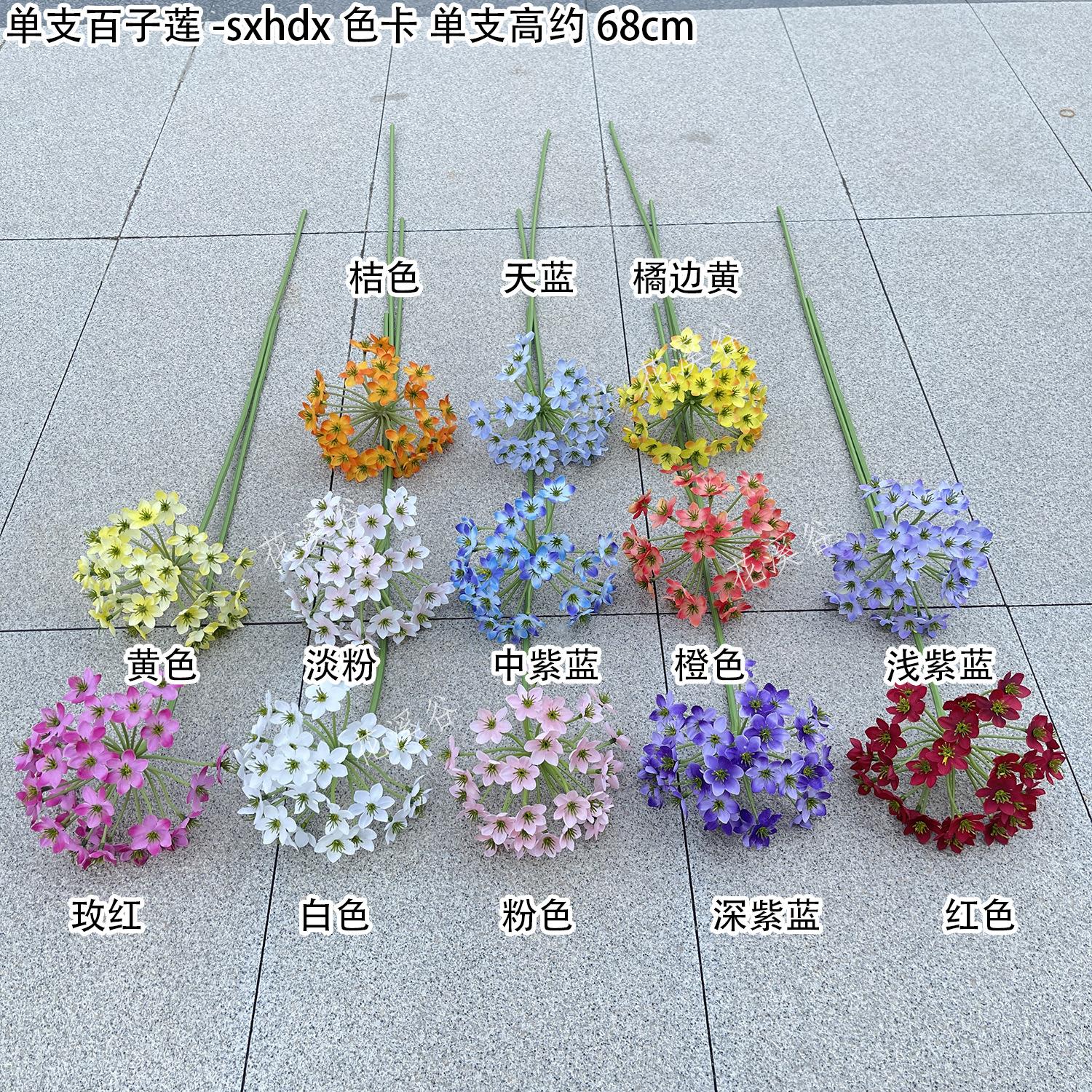 单支百子莲-sxhdx 色卡 花溪谷.jpg