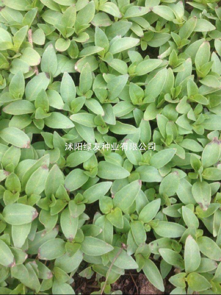 智贝主图_1进口散装蔬菜罗勒种子九层塔大叶甜罗勒兰香