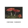 Amazon campo paisaje arte dormitorio pintura de pared baño exterior marco pintura vintage marco dorado sala de estar pintura decorativa