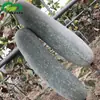 Exquisitas Semillas de Melón de Invierno Pequeño, Huerto de Granja, Pulpa Delicada, Semillas de Melón de Invierno Pequeño, Semillas de Verdura
