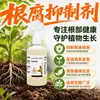 Inhibidor de Pudrición de Raíz Árbol Frutal Vegetal Material Medicinal Nuez de Betel Marchitez Bacteriana Pudrición de Raíz Raíz Podrida Pudrición Especial de Raíz Agente Microbiano para Pudrición de Raíz