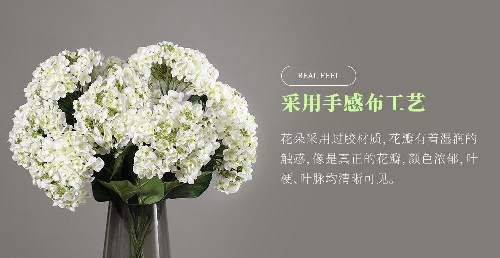 5头豆豆绣球-7.15_06.jpg