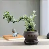Planta Pequeña en Maceta con Borde Dorado Nieve de Junio Acantilado Raíz Elevada Escritorio Oficina Flor Interior Floración Tronco Viejo Significado Zen Bonsái