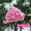 Simulación de rama de flor de cerezo, decoración de hotel, boda, árbol de cerezo, flor de durazno, flor falsa de plástico, flor de seda, sala de estar, techo, balcón, flor de vid