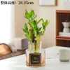Traga Riqueza e Tesouro Bambu Hidropônico Planta de Bambu da Sorte Bambu da Sorte Planta Verde Flor em Vaso Interna Árvore da Boa Fortuna com Raízes