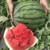 Semillas de Sandía Qilin, Sandía Perezosa de Azúcar de Hielo Extra Grande, Rey Dulce Gigante, Semillas de Verduras y Frutas Pequeñas del Sur de Cuatro Estaciones