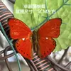 Venta Directa al Por Mayor de Fábrica de Especímenes Reales de Mariposas con Alas Extendidas, Diversos Insectos y Escarabajos, Accesorios para Fotos, Educación Científica, Especímenes Naturales